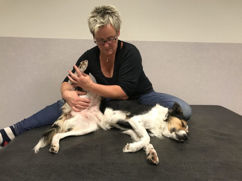 HDA certifierad massageterapeut på hund